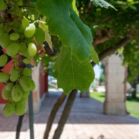 Enza San Lorenzo Reitani